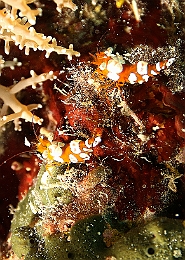 Sipadan_2015_Crevette de Thor_Thor amboinensis_IIMG_3102_rc